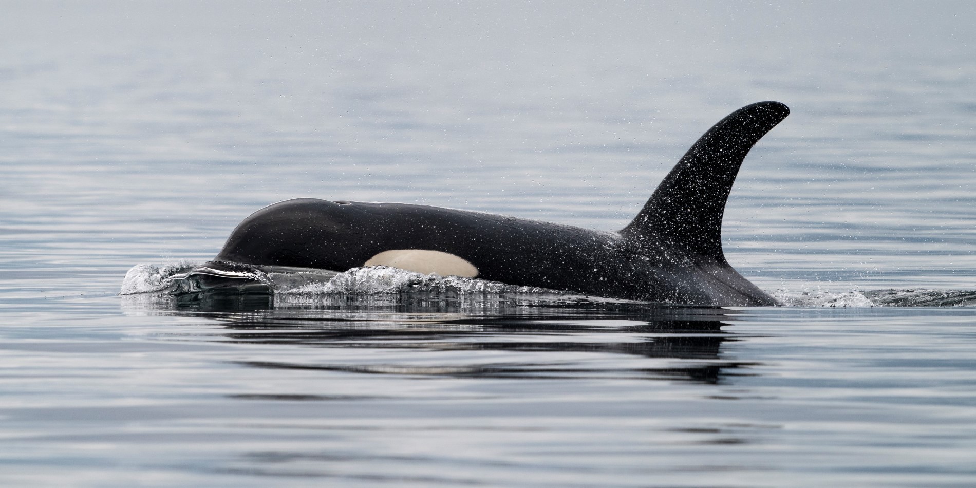 An orca on the surface of the water