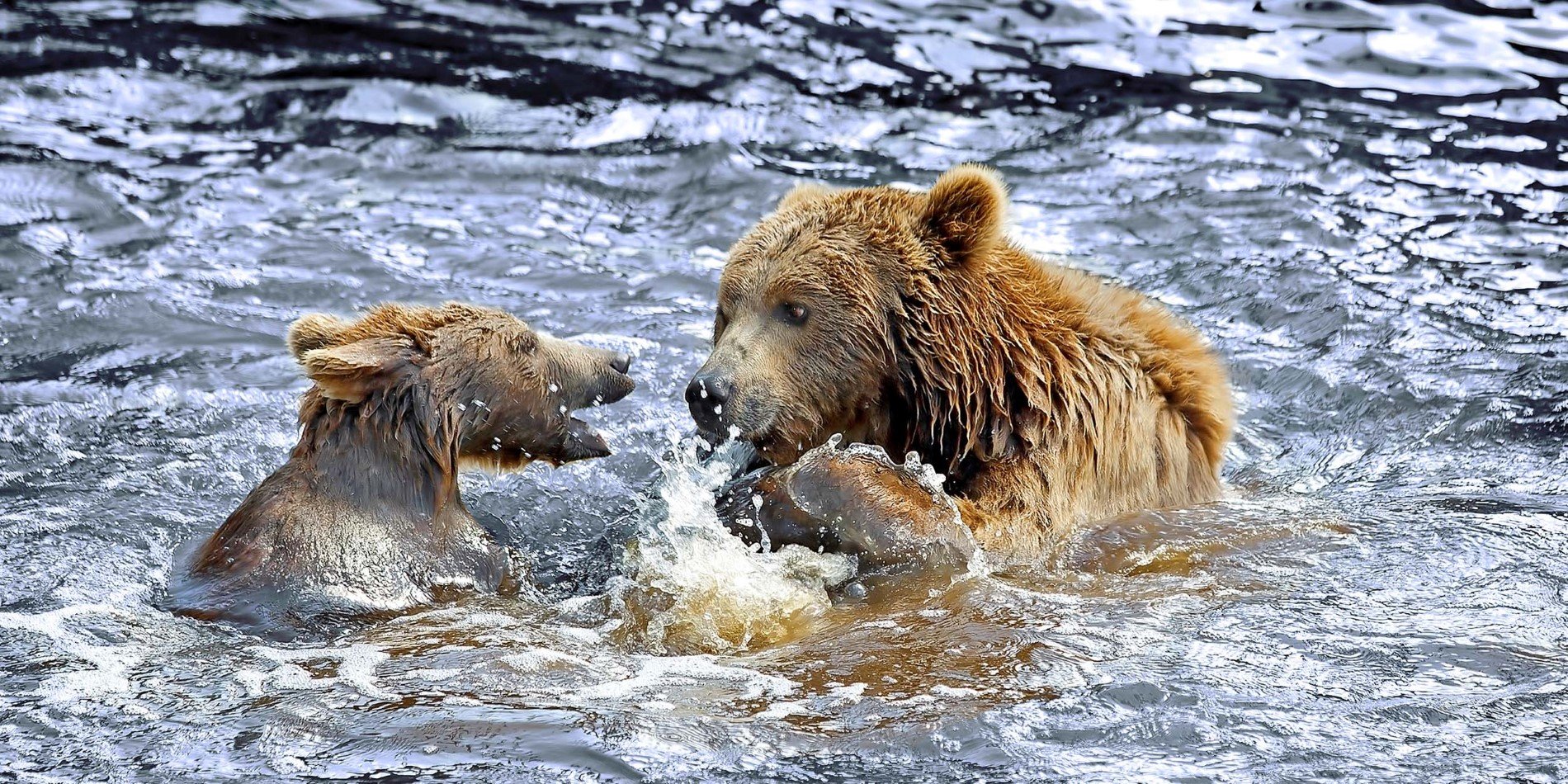 Scan for powerful Alaskan brown bears.