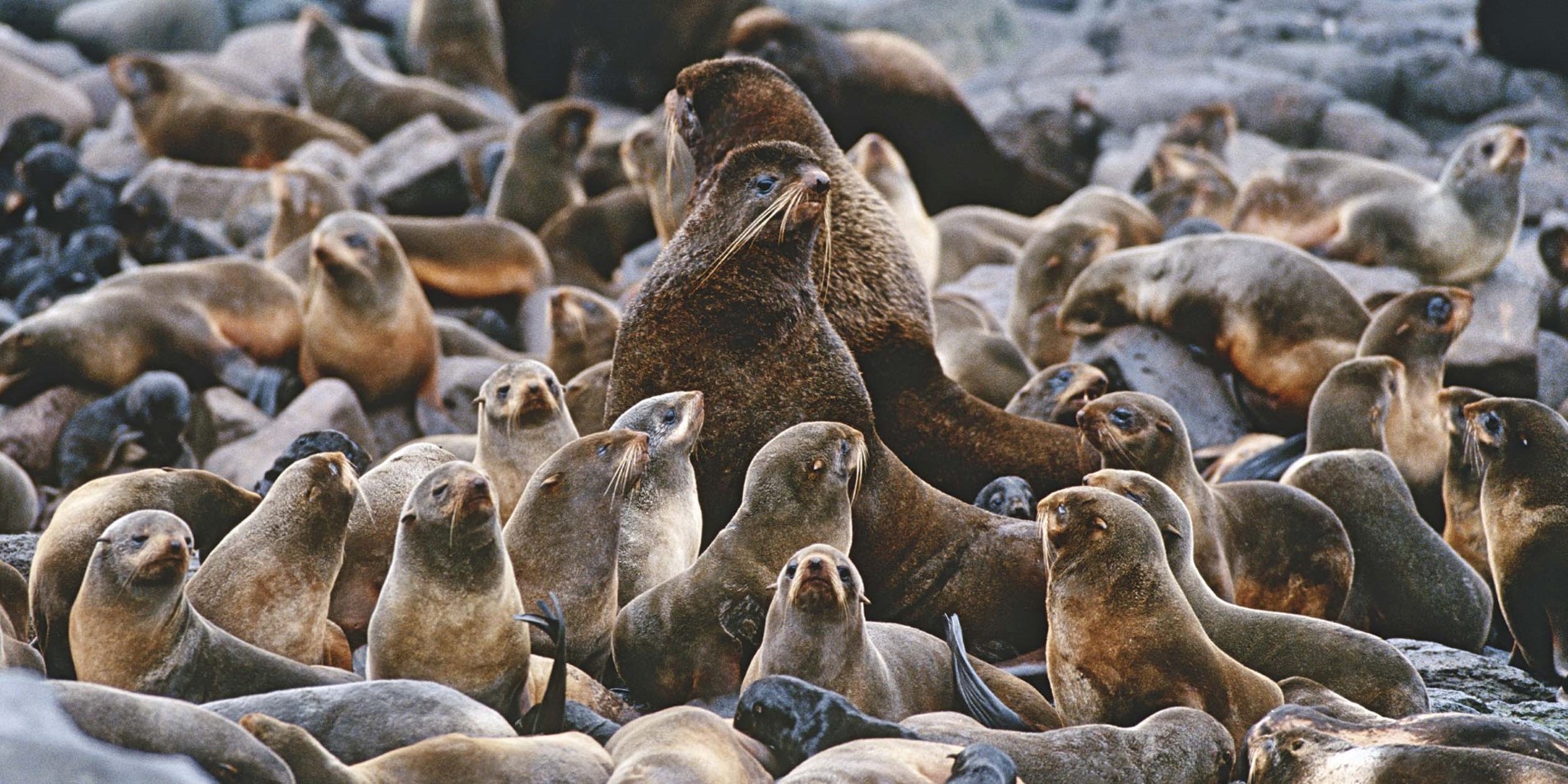 The island is a haven for northern fur seals.