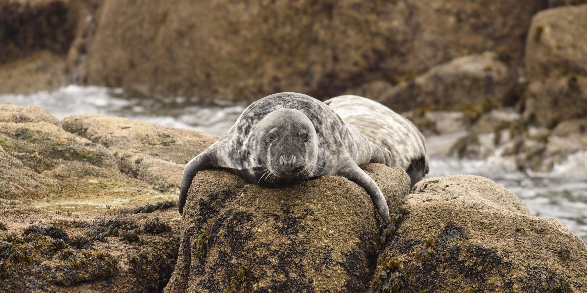 Scan for grey seals among the rocks.