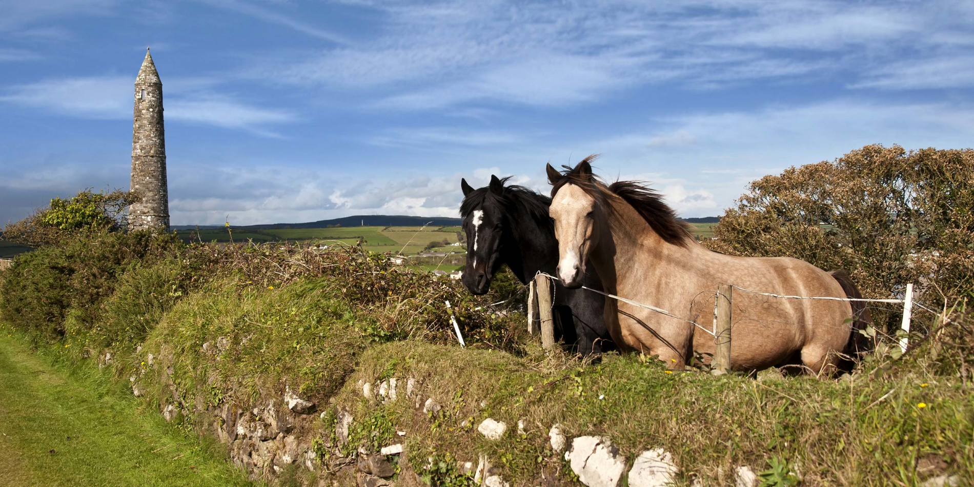 Two beautiful Irish horses in front of an ancient round tower in the beautiful Ardmore countryside of county Waterford in Ireland