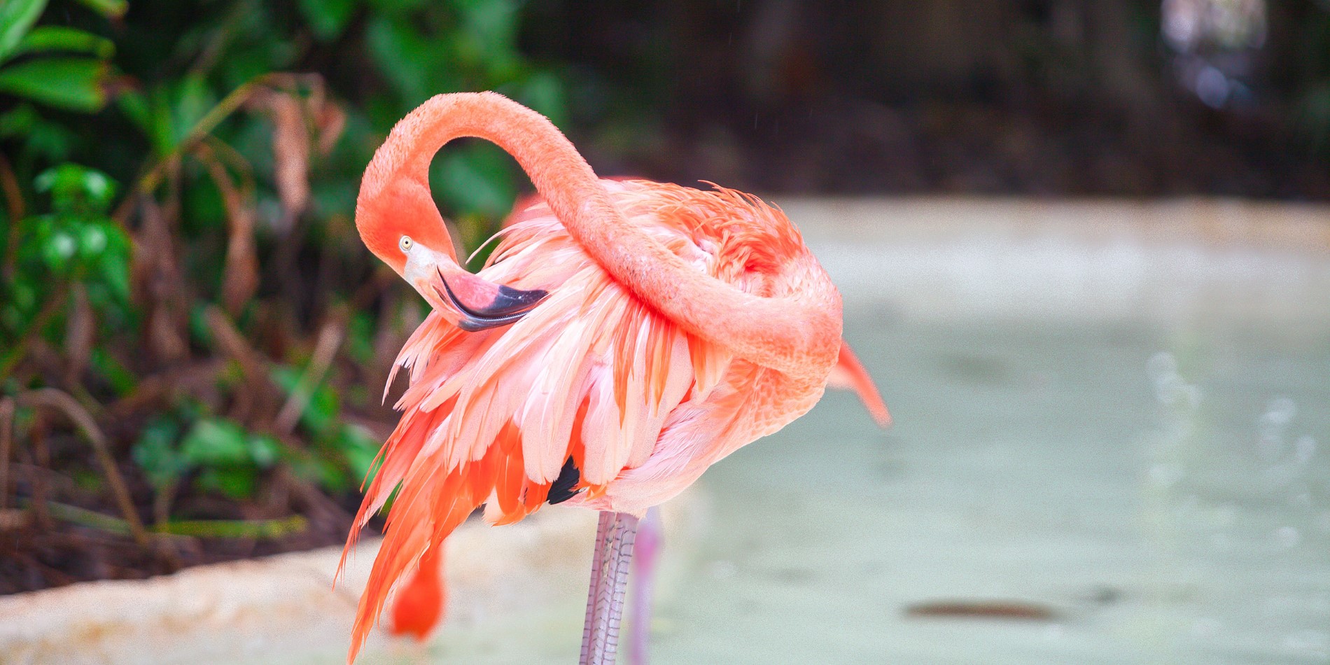 One of the 80,000 flamingos on Inagua.