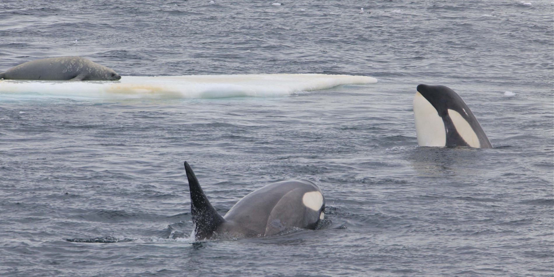 Orcas near Cuverville Island, Antarctica