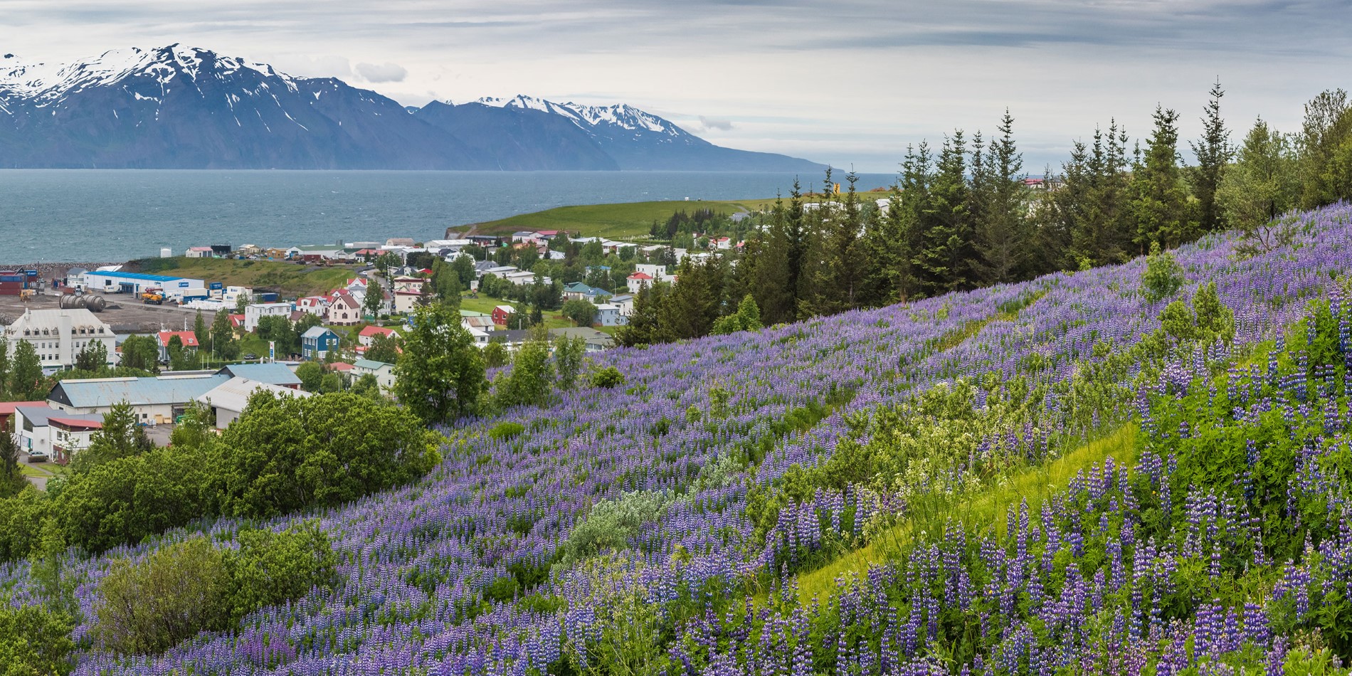 Landscape photo overlooking Husavik Iceland
