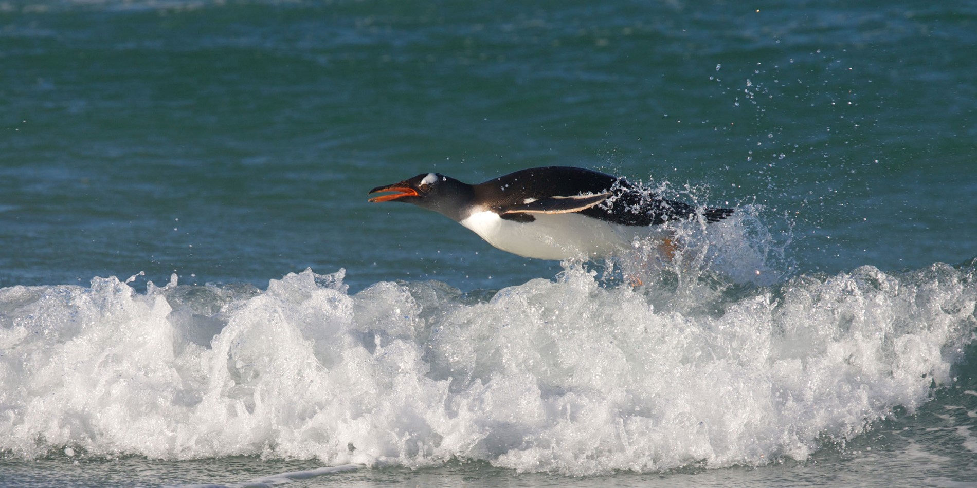 A Gentoo penguin jumps out of the water 