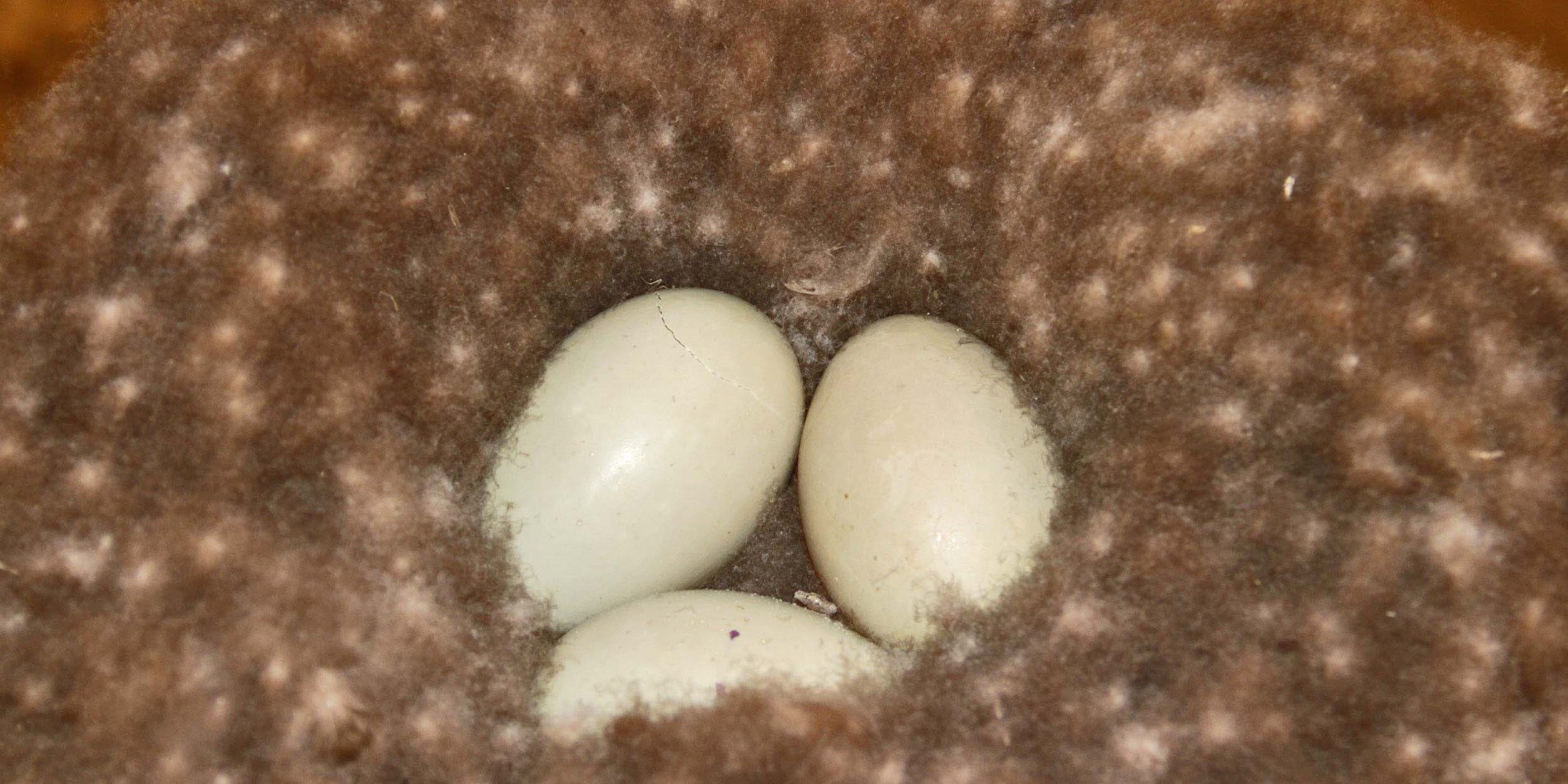 A close up of a egg