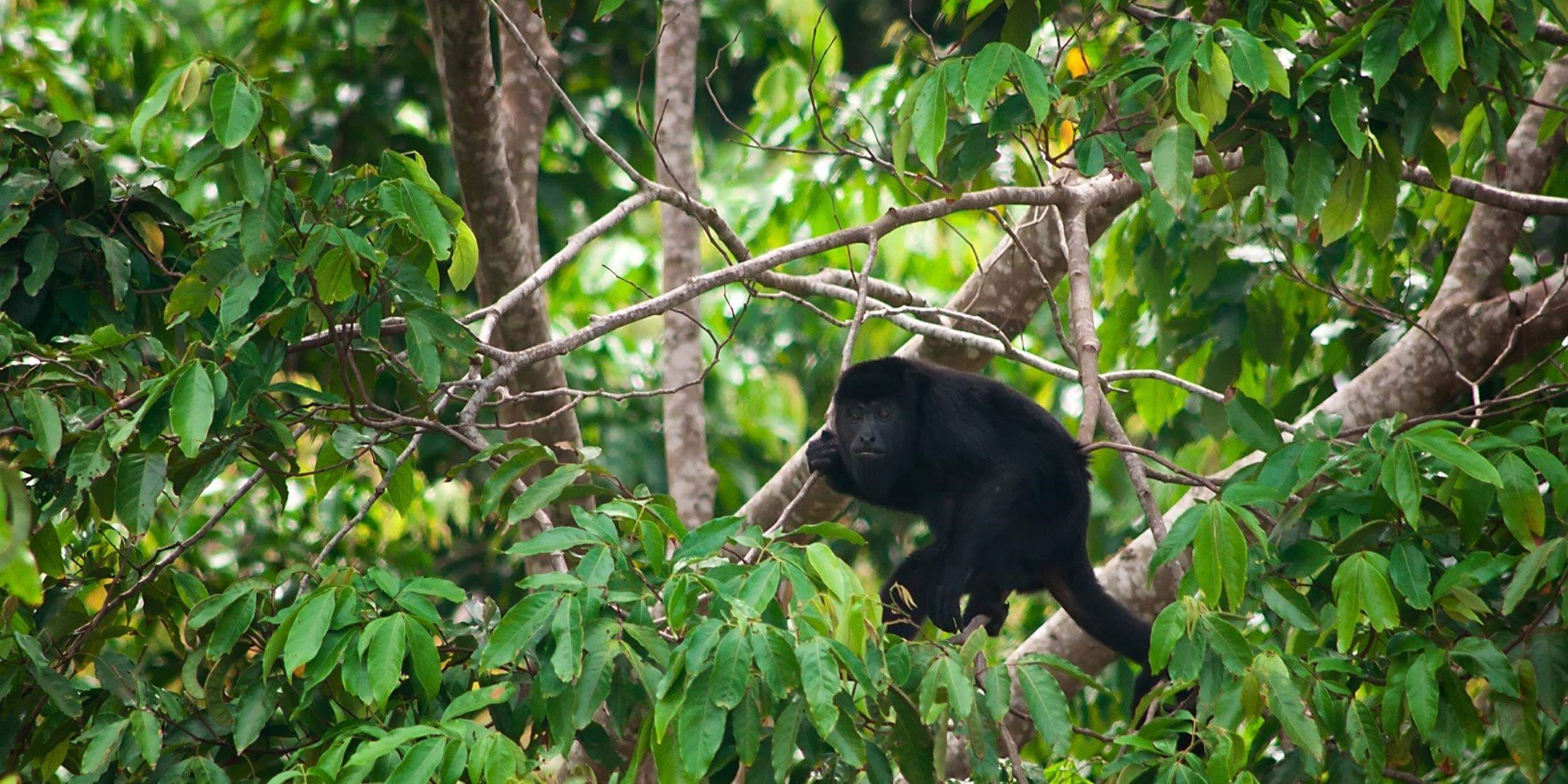 A Howler monkey doing his thing
