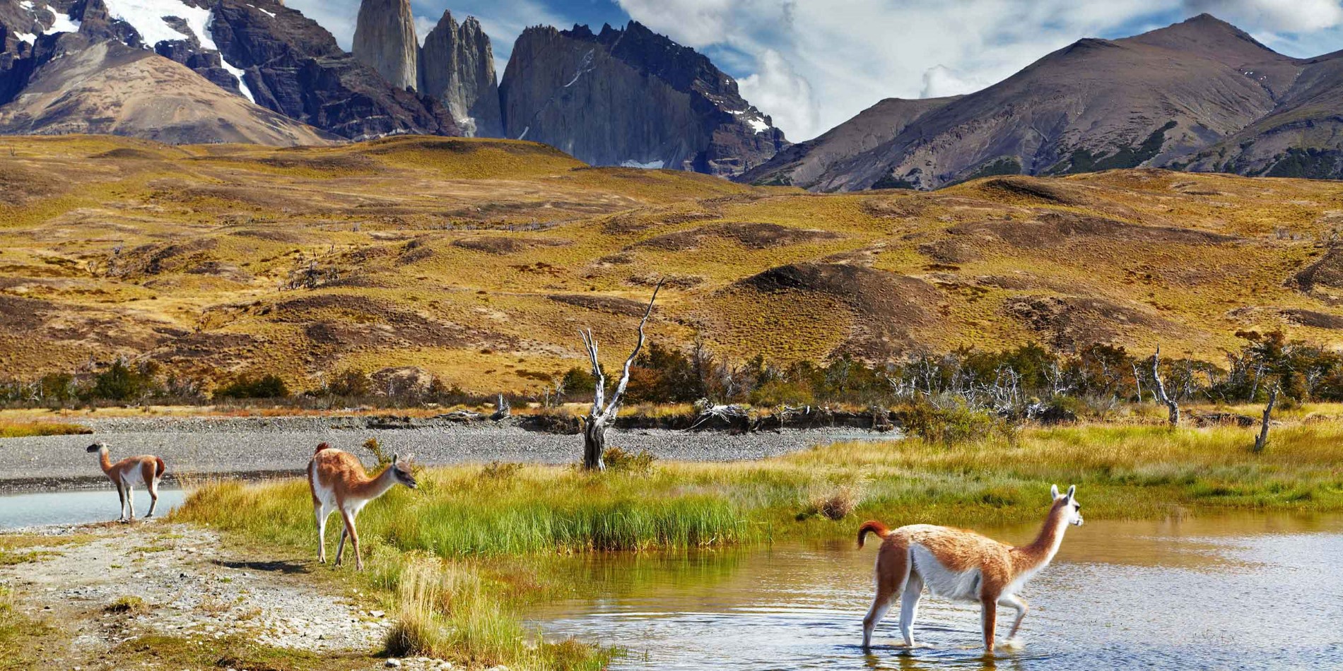 Patagonian guanaco, Torres del Paine National Park