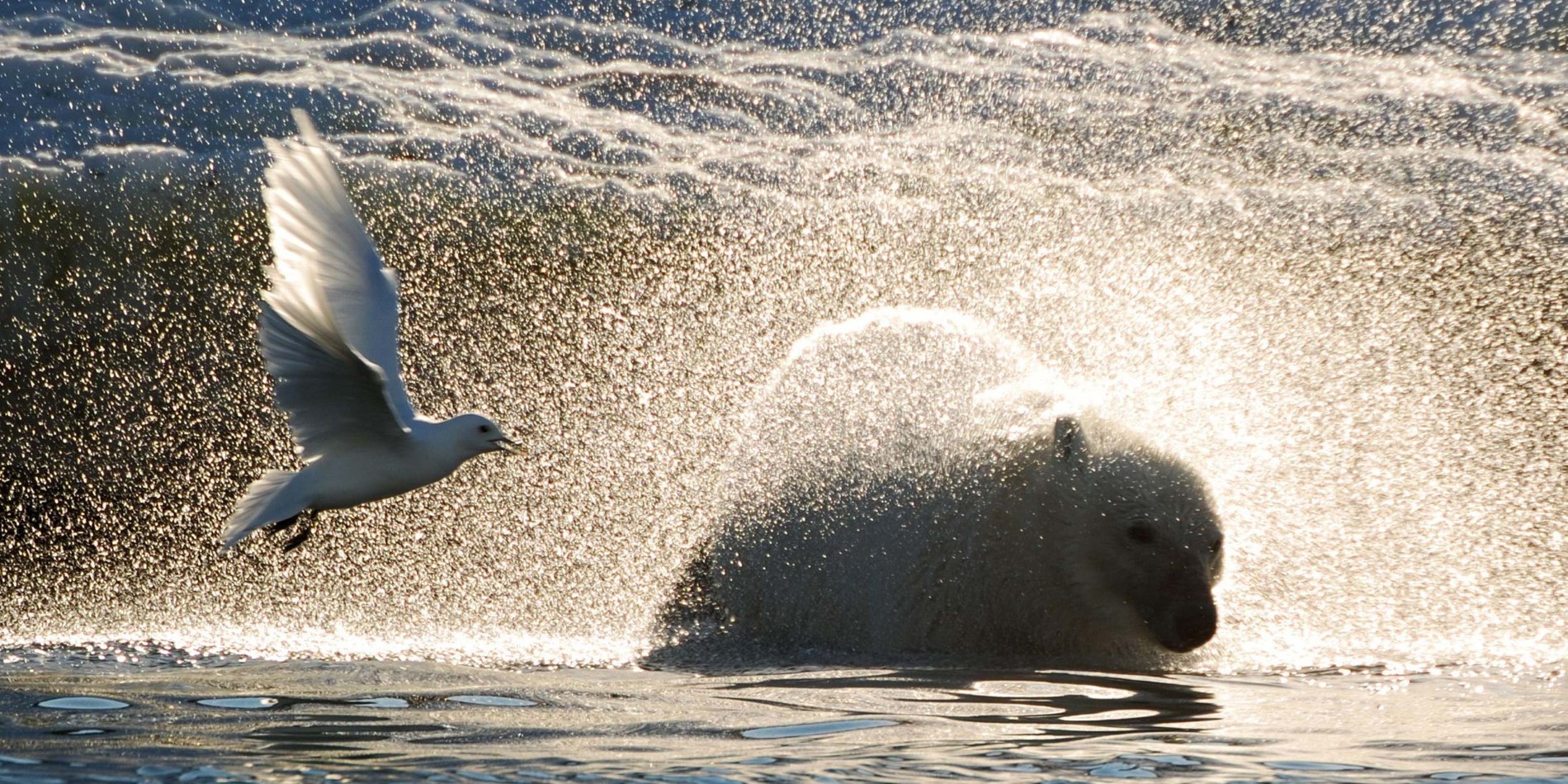 Spitsbergen is the realm of the polar bears, and we hope to see the King of the Arctic