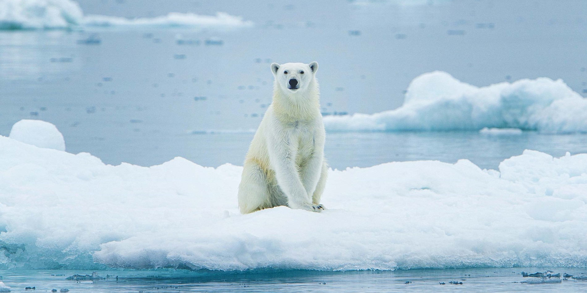 Majestic Polarbear on ice floe