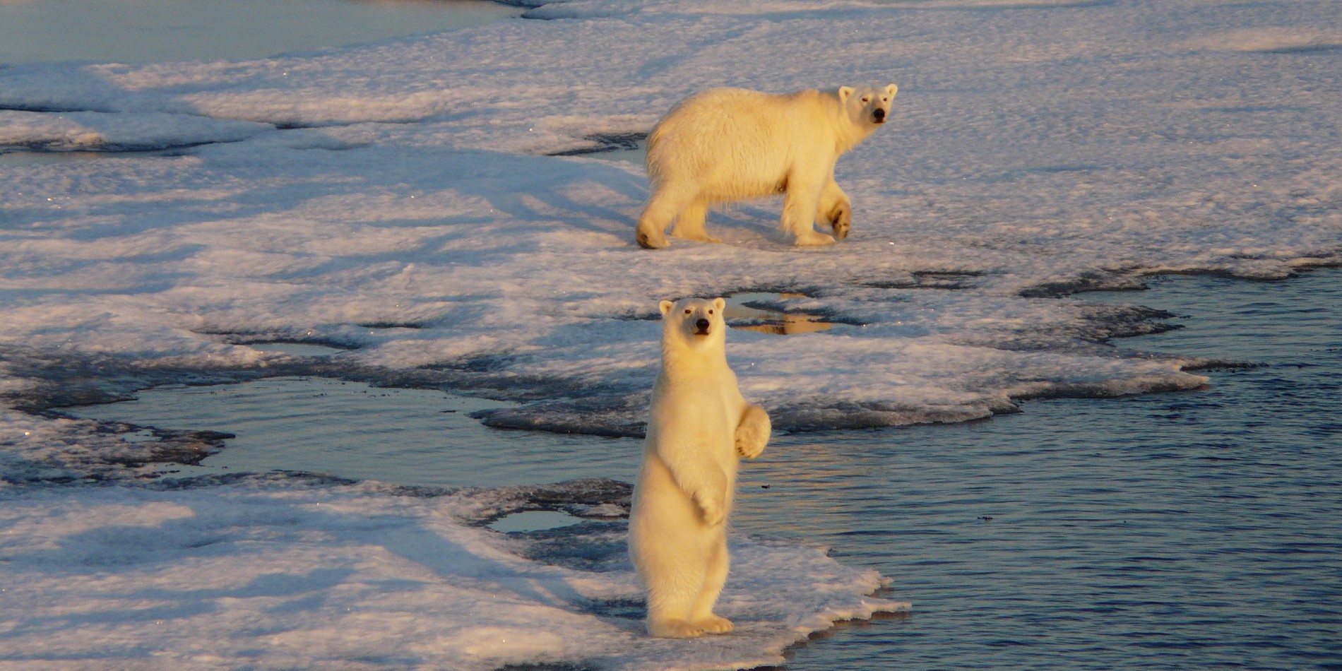 The native Polar Bear in Svalbard 