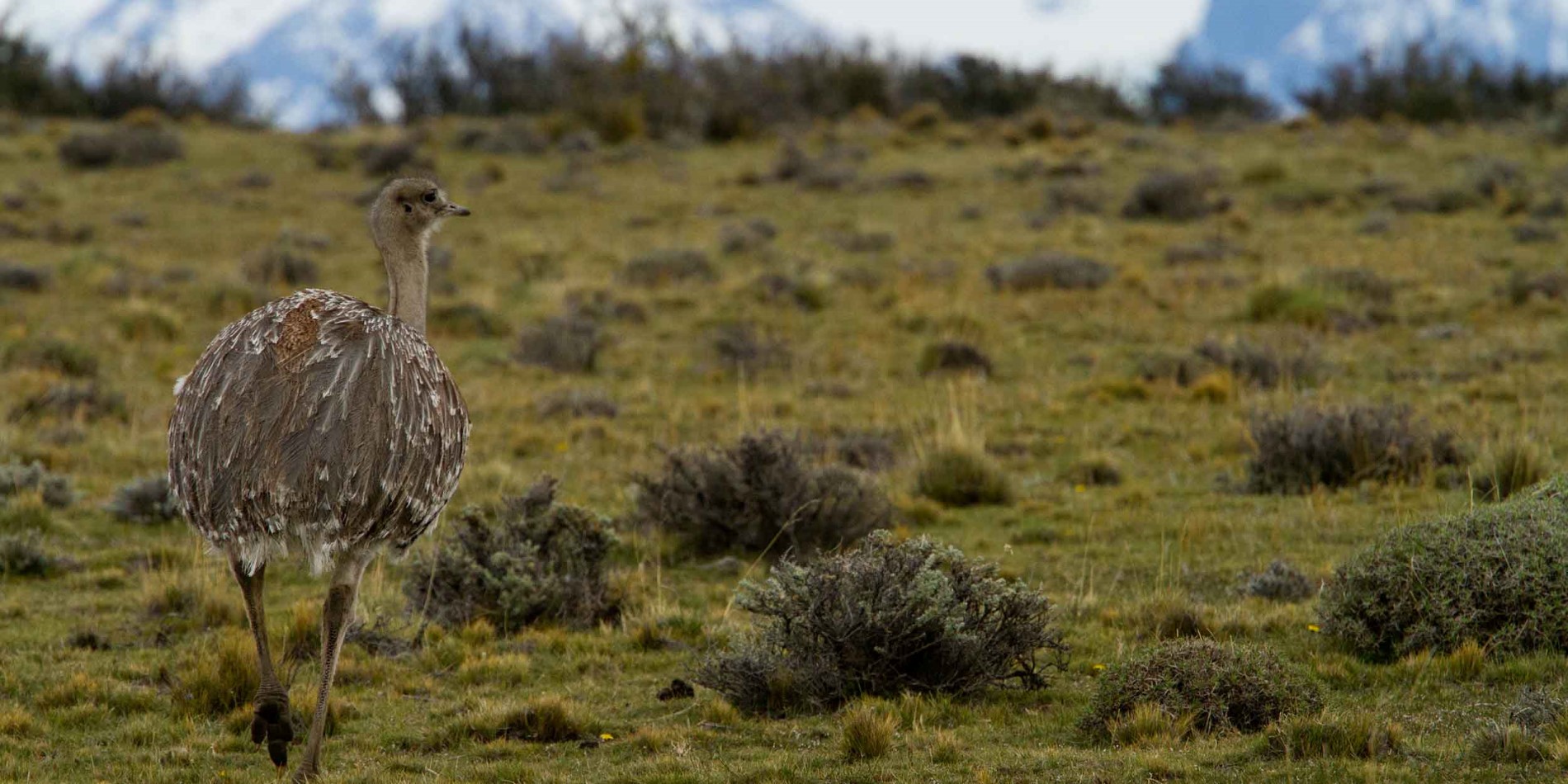 A bird standing on a dry grass field