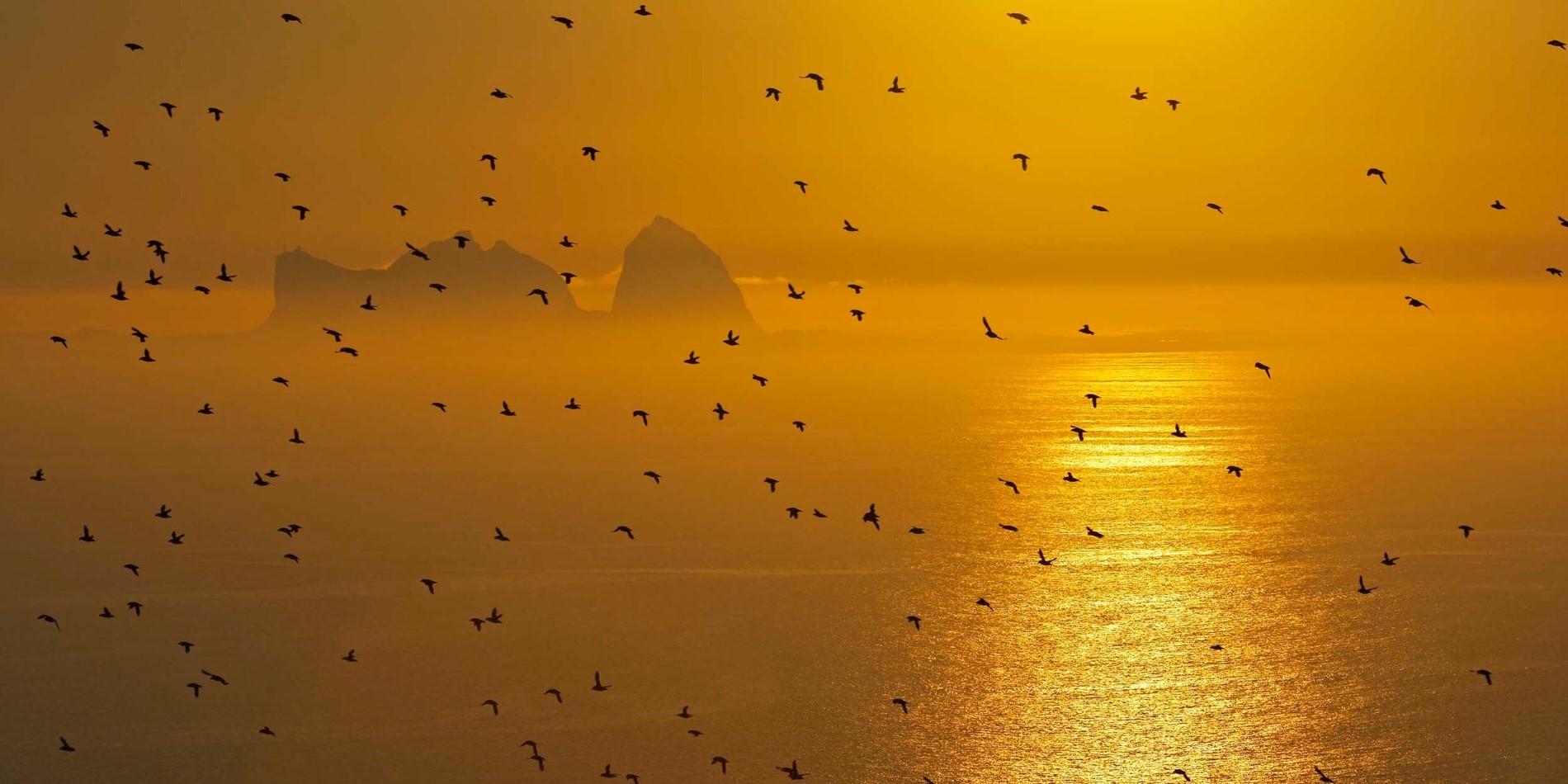 A flock of birds flying over a body of water