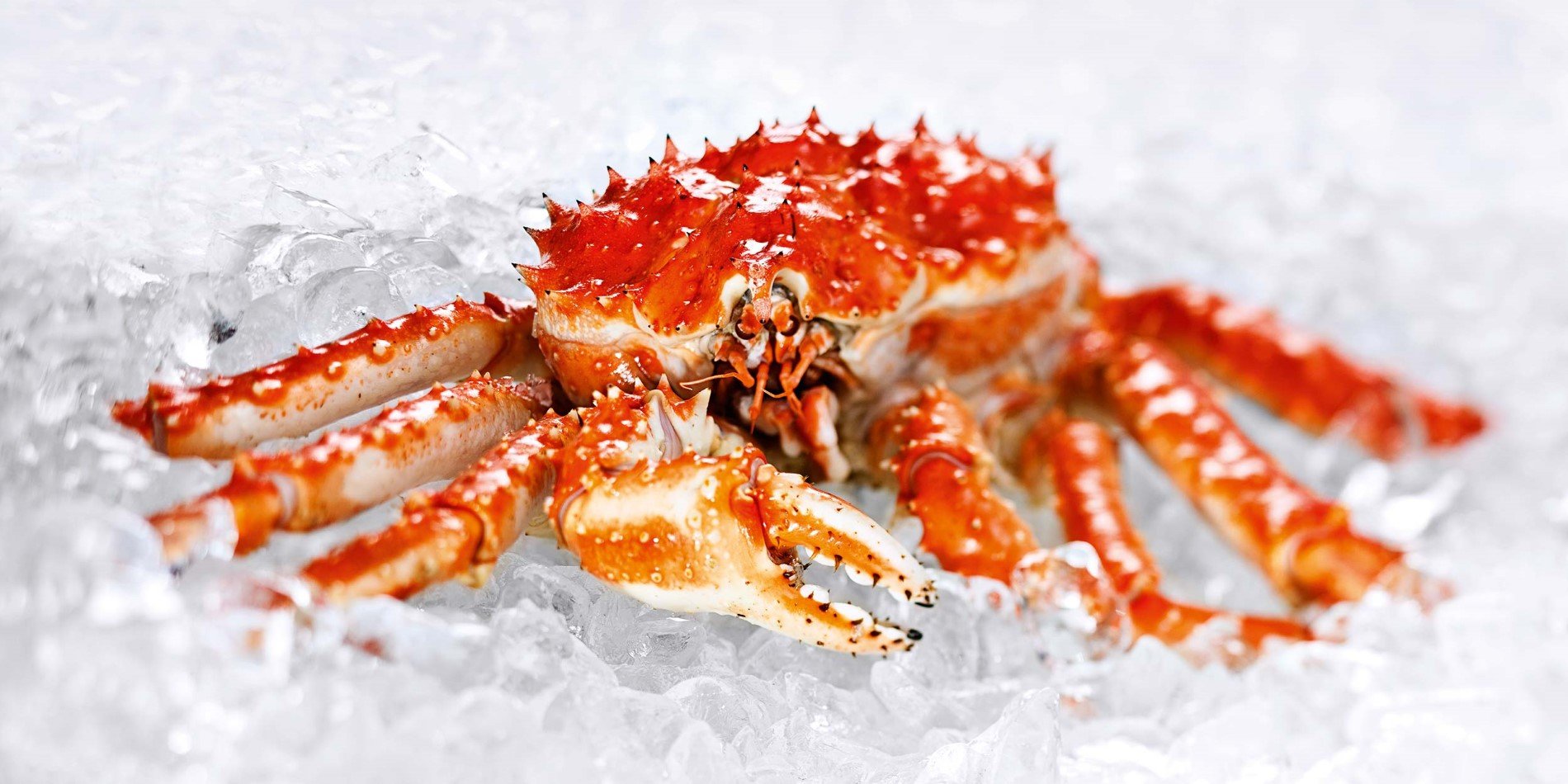 Crab on ice