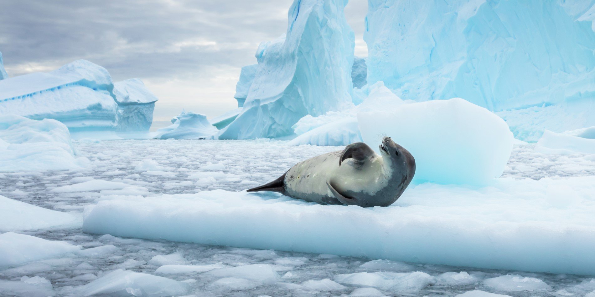 Lion seal lounging on ice, Antarctica